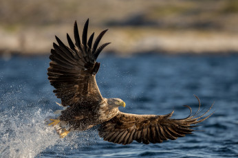 Картинка животные птицы хищники крылья полет орлан орлан-белохвост