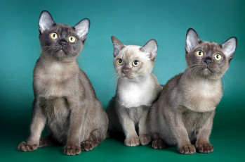 Картинка животные коты сиамы