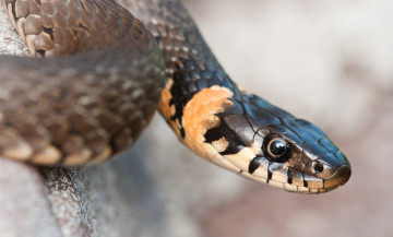 Картинка животные змеи питоны кобры гад