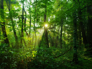 Картинка природа лес чаща сияние