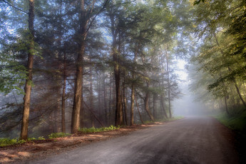 обоя природа, дороги, лес, шоссе, туман
