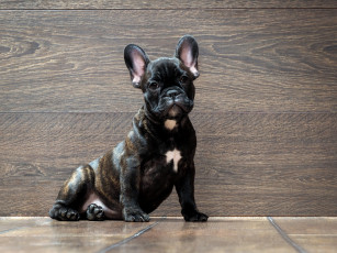 Картинка животные собаки пес черный цвет