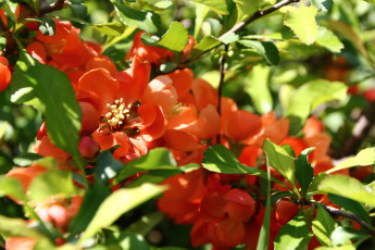 Картинка цветы айва хабаровск сад май кустарник декоративный дача дальний восток весна японская