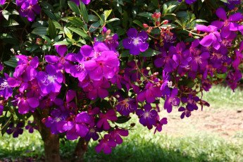 Картинка цветы цветущие+деревья+ +кустарники вьетнам тибухина урвилля парк далат