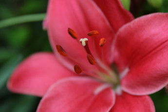 Картинка цветы лилии +лилейники пестик тычинка цветение