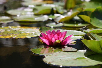 Картинка цветы лилии+водяные +нимфеи +кувшинки красиво красочно лето лилии нимфея пруд