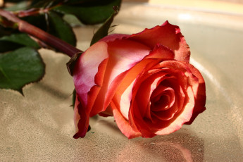 Картинка цветы розы бутон цветение лепестки розовая роза