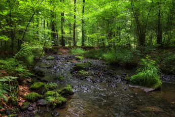 Картинка природа реки озера валуны красиво лес лето мох ручей