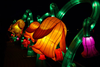 Картинка разное иллюминация вечер животные зоопарк китай красиво огни персонажи представление сказка фигура цветы