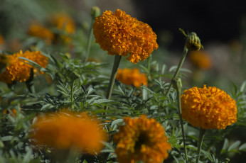 Картинка цветы бархатцы bushes yellow orange кустики желтые flowering цветение marigold