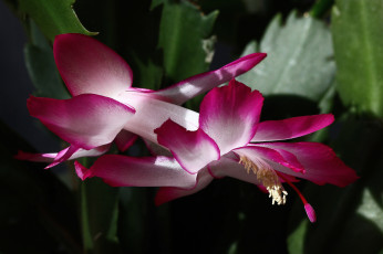 Картинка цветы кактусы декабристы дома красота комнатные зигокактусы шлюмбергера