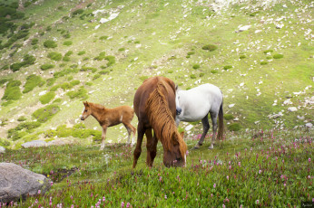 Картинка животные лошади животное handsome animal horse красавцы