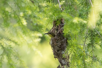 Картинка животные птицы природа ветки дерево клюв птица
