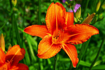 Картинка цветы лилии +лилейники цветок растение природа макро лилейник лето