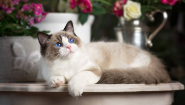 Картинка животные коты отдых цветы ваза
