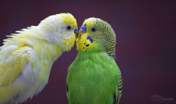 обоя животные, попугаи, птицы, любовь, пара