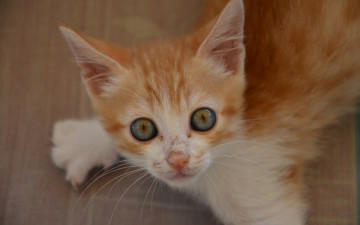 Картинка животные коты рыжий цвет котенок взгляд