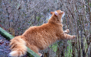 Картинка животные коты рыжий цвет ветки растения