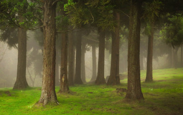 Картинка природа лес лето туман