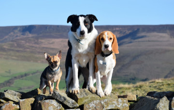 Картинка животные собаки камни холмы втроем растения