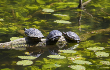 Картинка животные Черепахи листья пруд бревно вода черепахи