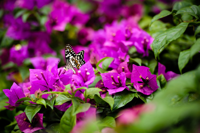 Обои картинки фото животные, бабочки,  мотыльки,  моли, природа, ярко-розовый, кустарник, цветы, бабочка