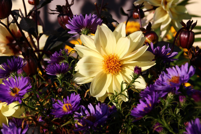 Обои картинки фото цветы, разные вместе, цветение, лето, георгин, желто-фиолетовый