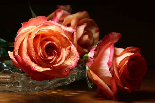 Обои картинки фото цветы, розы, leaves, petals, лепестки, bud, бутон, rose, роза, blossoms, цветение, листья