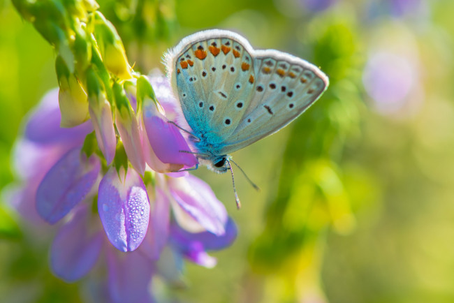 Обои картинки фото животные, бабочки,  мотыльки,  моли, фон, макро, фиолетовый, цветок, бабочка