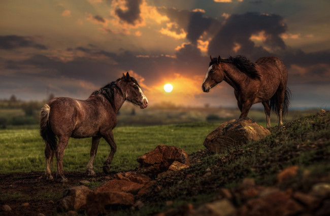 Обои картинки фото животные, лошади, два, коня, кони, две, камни, природа, гнедые, булыжники, вечер, склон, холм, пара, лето, поле, обработка, тучи, закат, небо, пейзаж, свет, облака, солнце