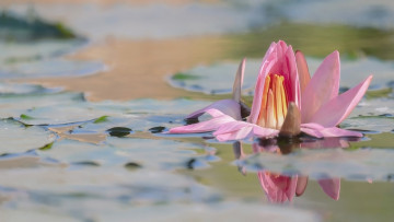 Картинка цветы лилии+водяные +нимфеи +кувшинки лилия розовая