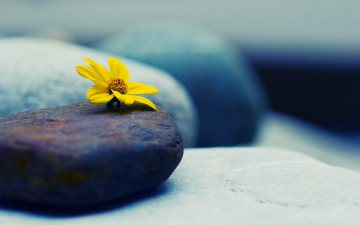 Картинка цветы цветок желтый камни