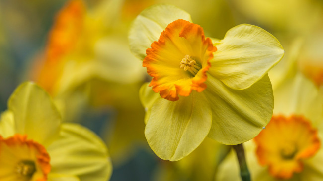 Обои картинки фото цветы, нарциссы, желтые, весна