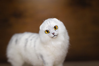 Картинка разное игрушки кот белый взгляд