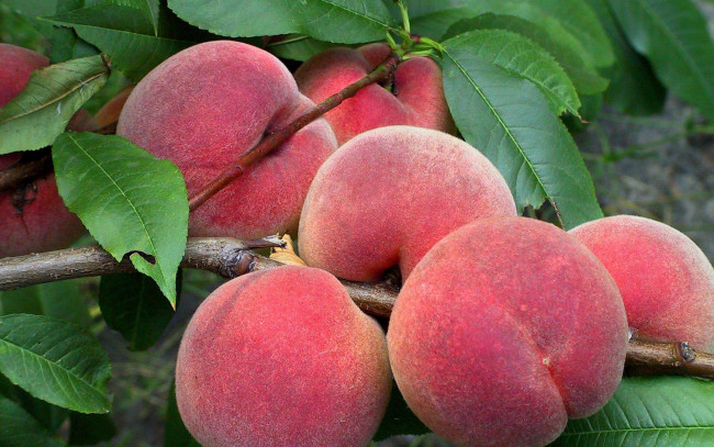 Обои картинки фото природа, плоды, персики
