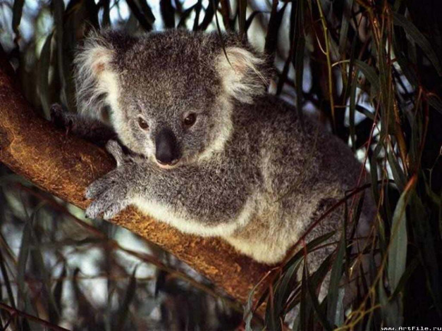 Обои картинки фото коала, животные, коалы