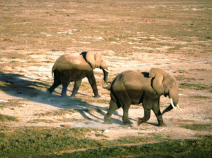 Картинка on the move african elephants животные слоны