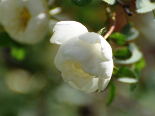 Картинка цветы шиповник