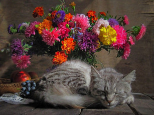 Картинка авт idubovaya животные коты