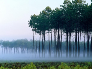 Картинка природа деревья утро дымка