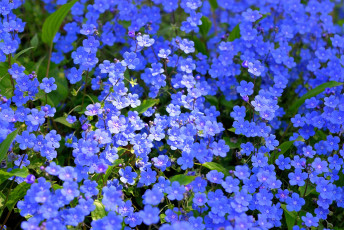 Картинка цветы незабудки много синий