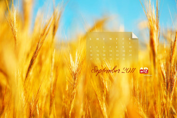 обоя календари, природа, желтый, поле, пшеница