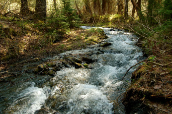 Картинка природа реки озера поток вода лес