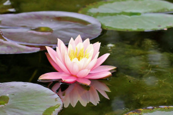 Картинка цветы лилии водяные нимфеи кувшинки вода листья розовый