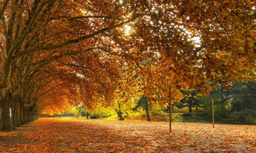 Картинка природа деревья желтый осень листья