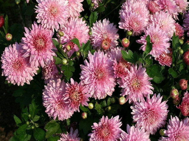 Обои картинки фото цветы, хризантемы, много, розовый