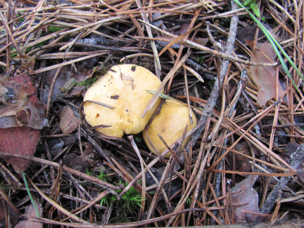 Обои картинки фото природа, грибы, иголки, два, грибочка, ветки