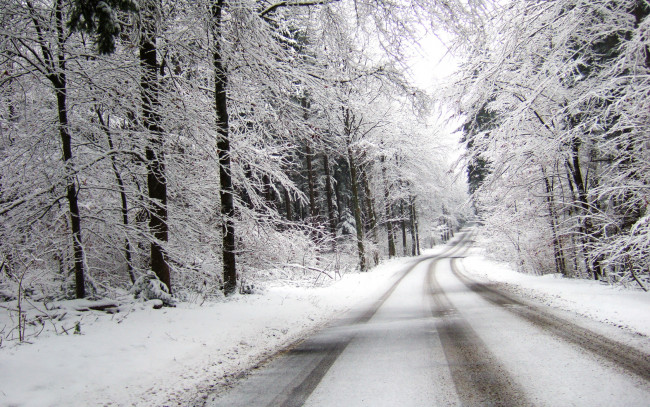 Обои картинки фото природа, зима, лес, снег, пасмурно