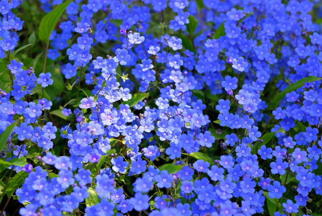 Обои картинки фото цветы, незабудки, много, синий