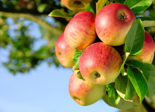 Картинка apples природа плоды яблоки красота ветка листья